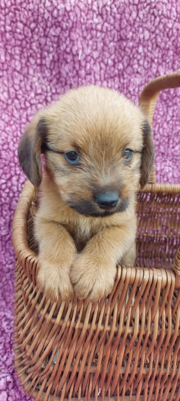 Oddam psa, Olsztyn, Likusy, 12 lipca 2025 (1/3)