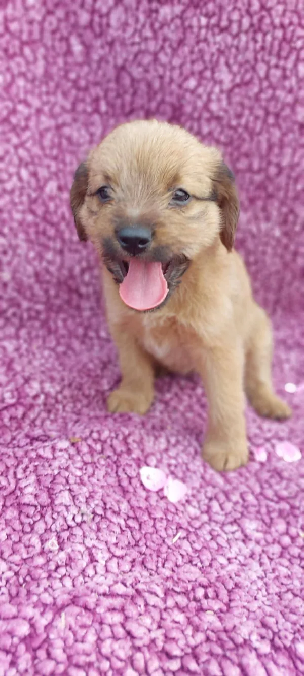 Oddam psa, Olsztyn, Likusy, 12 lipca 2025 (3/3)