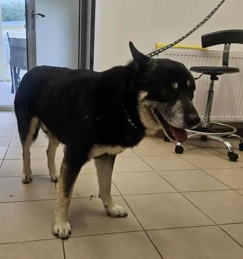 Znaleziono psa, Grudziądz, 12 lipca 2025