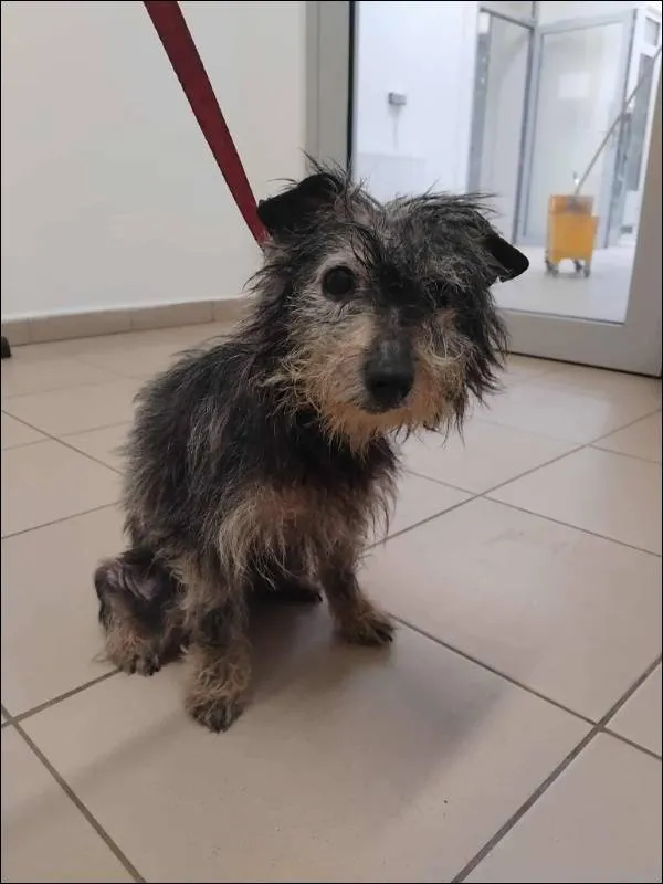 Znaleziono psa, Grudziądz, 12 lipca 2025