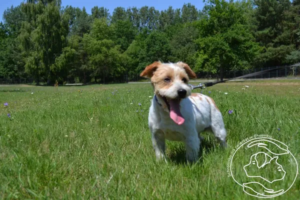Pies do adopcji, Chełmek, 17 czerwca 2025