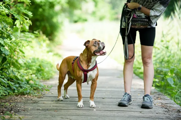 Znaleziono psa, Sosnowiec, 12 lipca 2025 (1/5)
