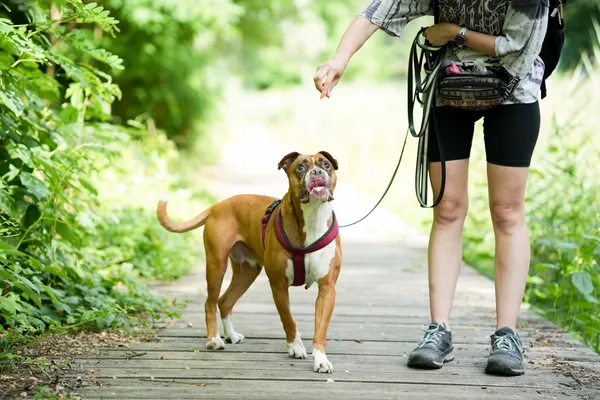 Znaleziono psa, Sosnowiec, 12 lipca 2025 (2/5)