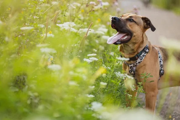 Znaleziono psa, Sosnowiec, 10 lipca 2025 (1/5)