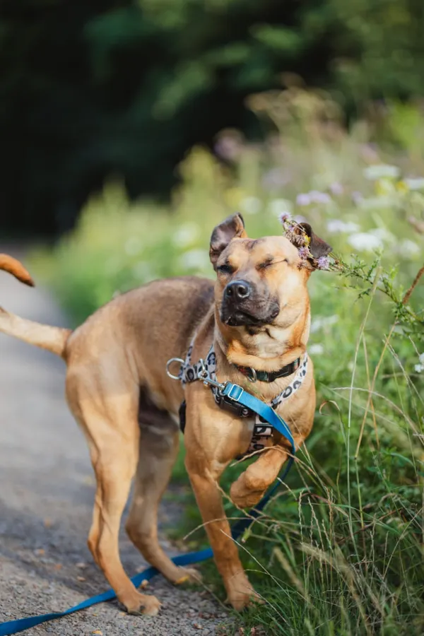 Znaleziono psa, Sosnowiec, 10 lipca 2025 (2/5)