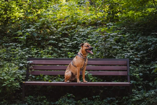 Znaleziono psa, Sosnowiec, 10 lipca 2025 (4/5)