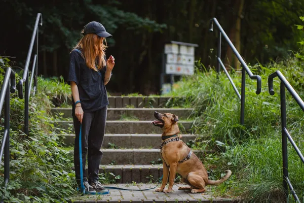 Znaleziono psa, Sosnowiec, 10 lipca 2025 (5/5)