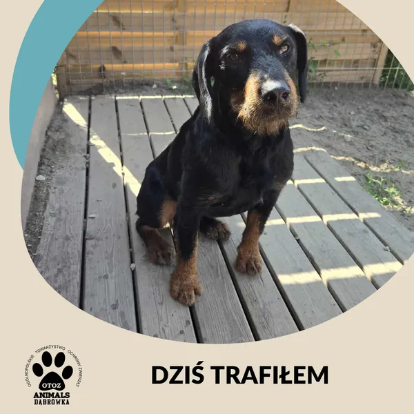 Znaleziono psa, Dąbrówka, 9 lipca 2025