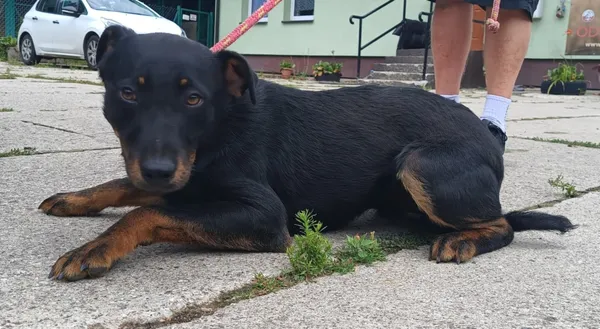 Znaleziono psa, Pieckowo, 8 lipca 2025 (2/2)