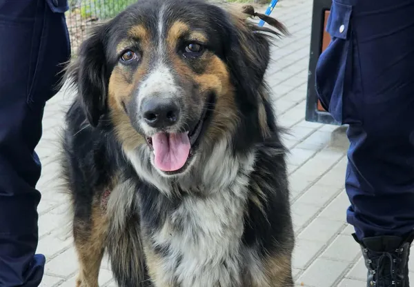 Znaleziono psa, Bydgoszcz, 4 lipca 2025