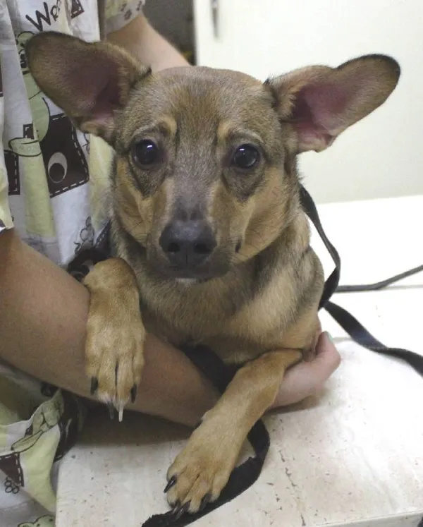 Znaleziono psa, Łódź, 12 lipca 2025 (2/5)