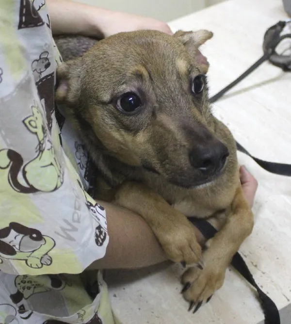 Znaleziono psa, Łódź, 12 lipca 2025 (3/5)