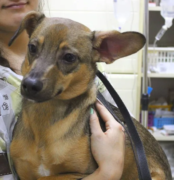 Znaleziono psa, Łódź, 12 lipca 2025 (5/5)