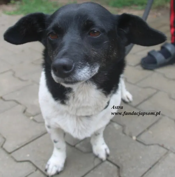 Pies do adopcji, Nowy Dwór Mazowiecki, 13 lipca 2025 (1/5)