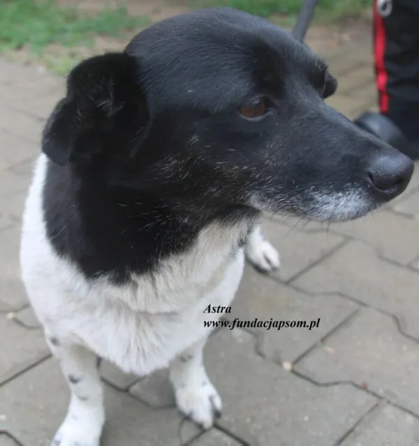 Pies do adopcji, Nowy Dwór Mazowiecki, 13 lipca 2025 (2/5)
