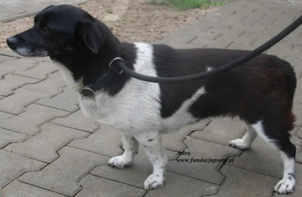 Pies do adopcji, Nowy Dwór Mazowiecki, 13 lipca 2025 (3/5)