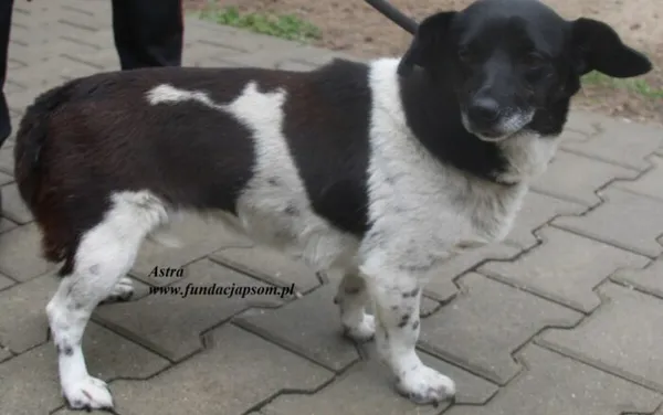 Pies do adopcji, Nowy Dwór Mazowiecki, 13 lipca 2025 (4/5)