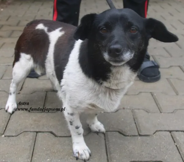 Pies do adopcji, Nowy Dwór Mazowiecki, 13 lipca 2025 (5/5)