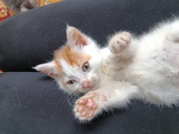 Oddam kota, Olsztyn, Wojska Polskiego, 13 lipca 2025 (1/3)