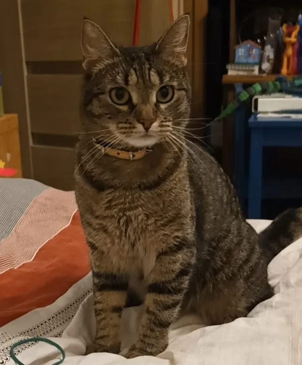 Zaginął kot, Jankowice, 13 lipca 2025 (1/4)