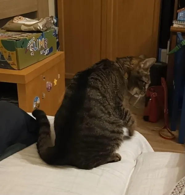 Zaginął kot, Jankowice, 13 lipca 2025 (3/4)