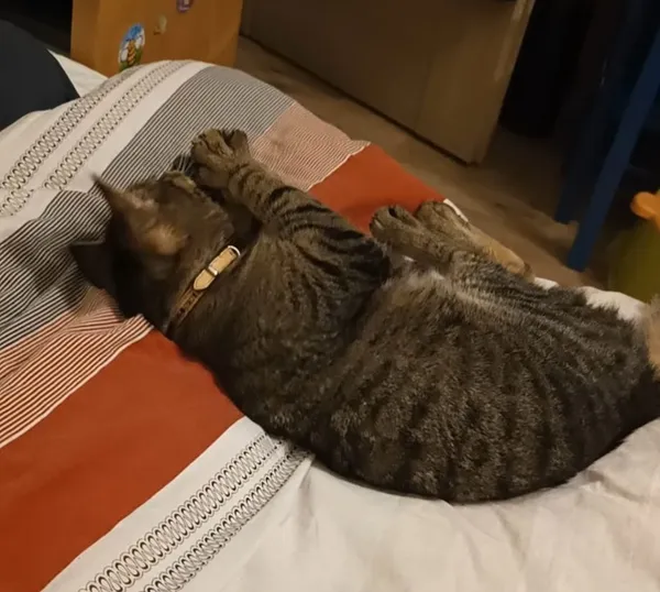 Zaginął kot, Jankowice, 13 lipca 2025 (4/4)