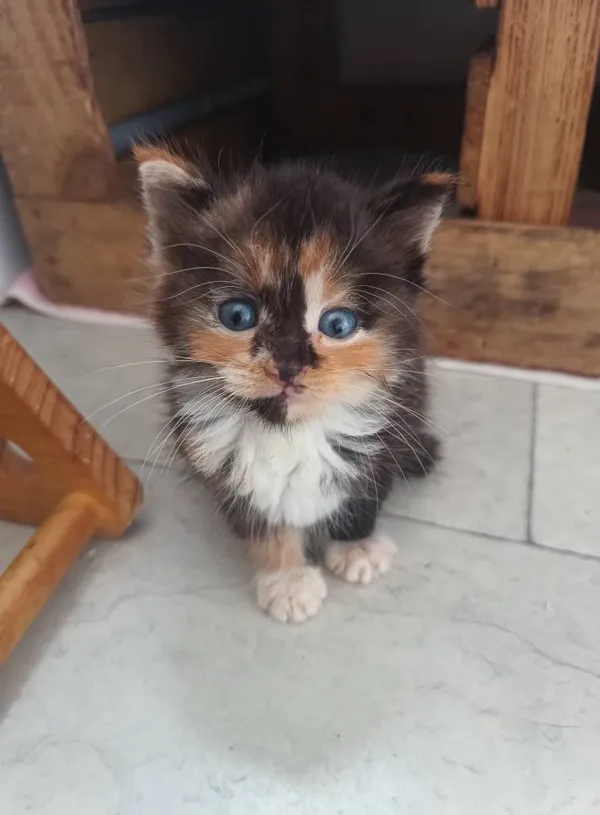 Oddam kota, Gdańsk, Brętowo, 13 lipca 2025 (1/3)