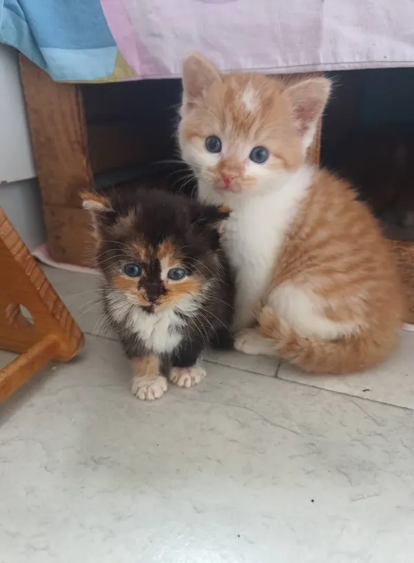 Oddam kota, Gdańsk, Brętowo, 13 lipca 2025 (2/3)