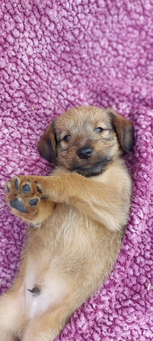 Oddam psa, Janowo, 13 lipca 2025 (1/3)