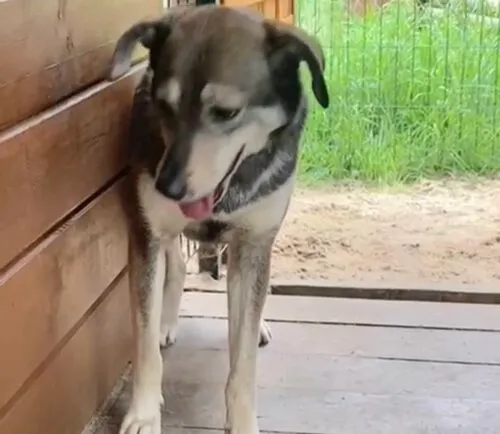 Pies do adopcji, Głowno, 12 lipca 2025 (4/5)