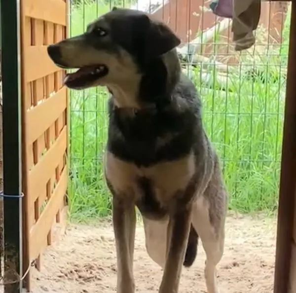 Pies do adopcji, Głowno, 12 lipca 2025 (5/5)