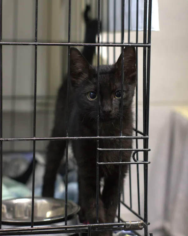 Znaleziono kota, Sosnowiec, 12 lipca 2025 (1/3)