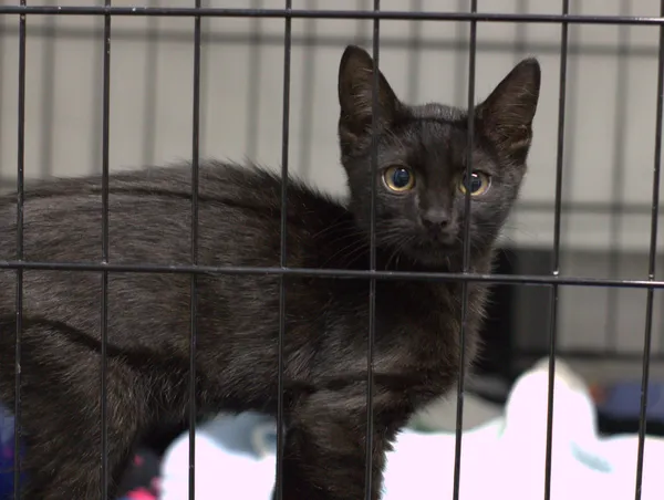 Znaleziono kota, Sosnowiec, 12 lipca 2025 (2/3)