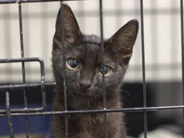 Znaleziono kota, Sosnowiec, 12 lipca 2025 (3/3)