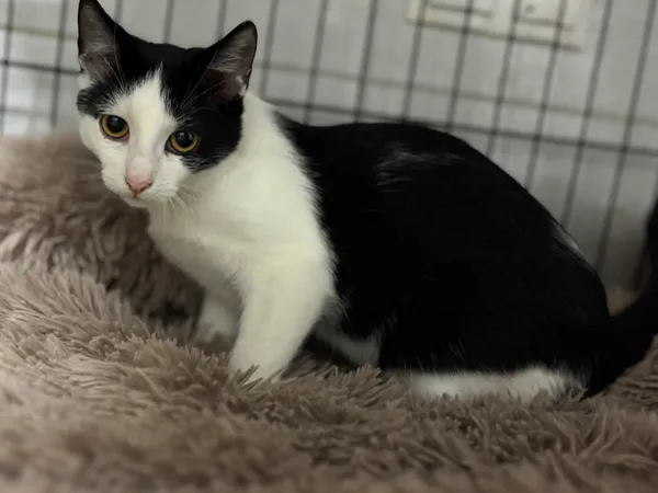 Znaleziono kota, Sosnowiec, 8 lipca 2025 (2/2)