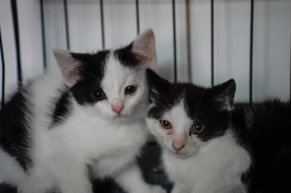 Znaleziono kota, Sosnowiec, 8 lipca 2025 (1/5)