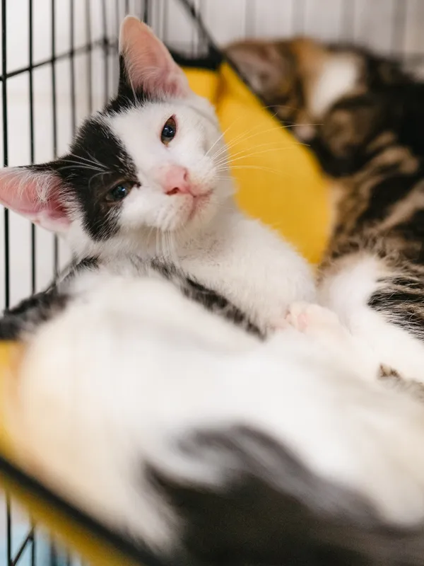 Znaleziono kota, Sosnowiec, 8 lipca 2025 (2/5)