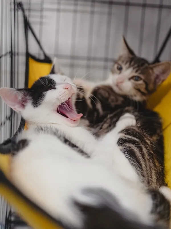 Znaleziono kota, Sosnowiec, 8 lipca 2025 (3/5)