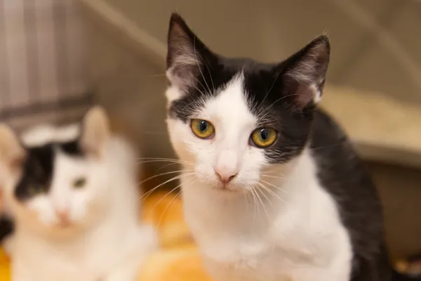 Znaleziono kota, Sosnowiec, 8 lipca 2025 (4/5)