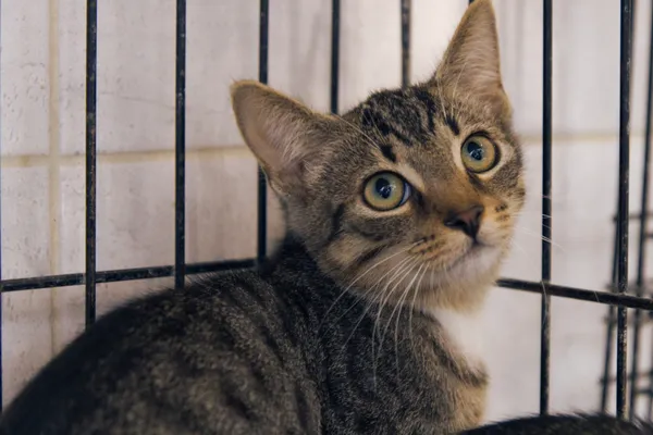 Znaleziono kota, Sosnowiec, 9 lipca 2025