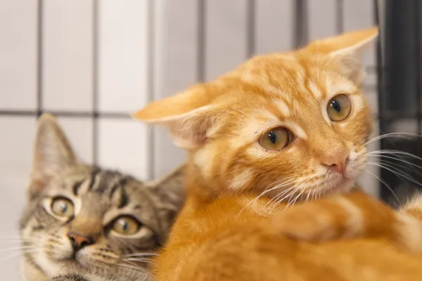 Znaleziono kota, Sosnowiec, 9 lipca 2025 (2/5)