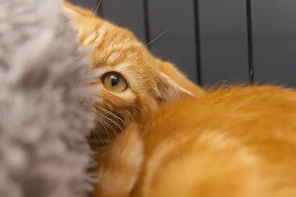 Znaleziono kota, Sosnowiec, 9 lipca 2025 (3/5)