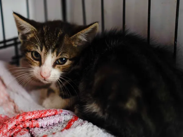 Znaleziono kota, Sosnowiec, 12 lipca 2025 (1/5)