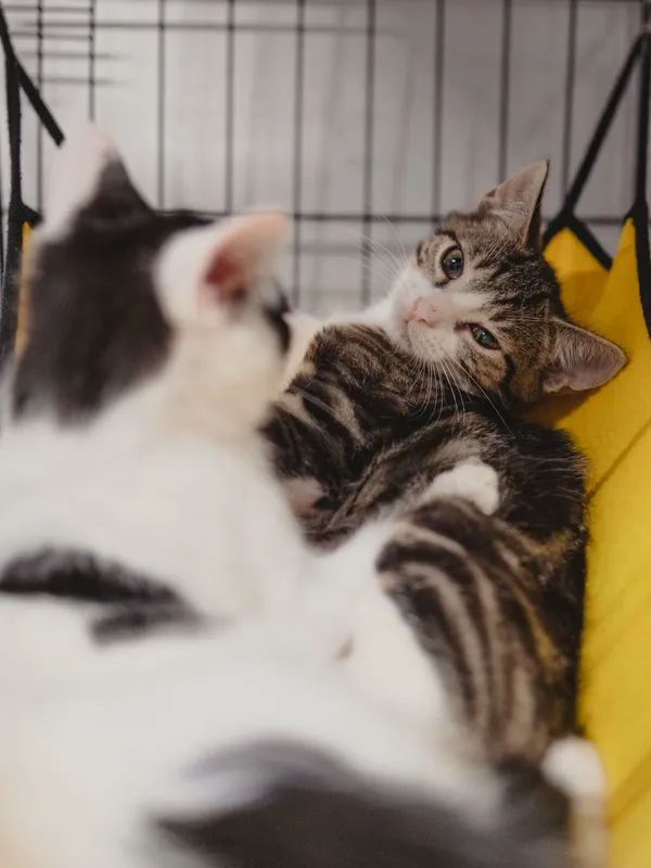 Znaleziono kota, Sosnowiec, 12 lipca 2025 (4/5)