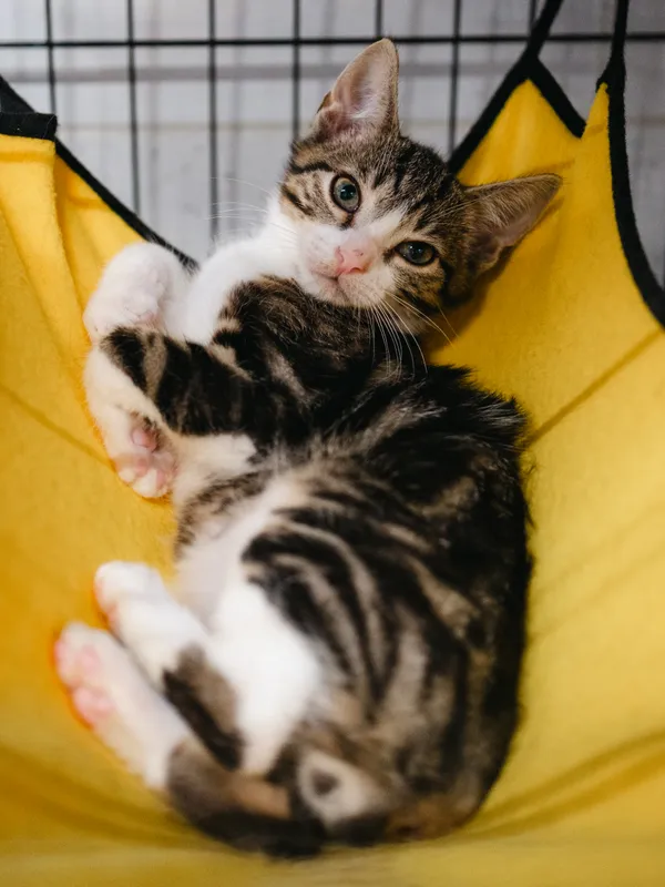 Znaleziono kota, Sosnowiec, 12 lipca 2025 (5/5)