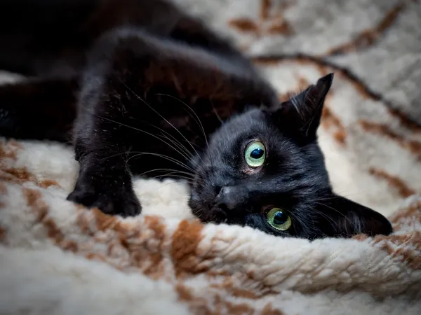 Znaleziono kota, Sosnowiec, 12 lipca 2025 (2/5)