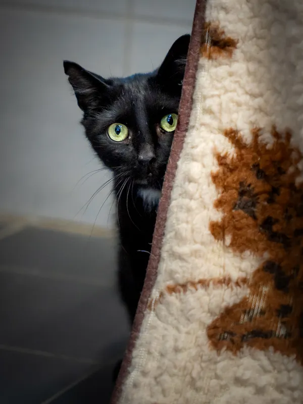 Znaleziono kota, Sosnowiec, 12 lipca 2025 (4/5)