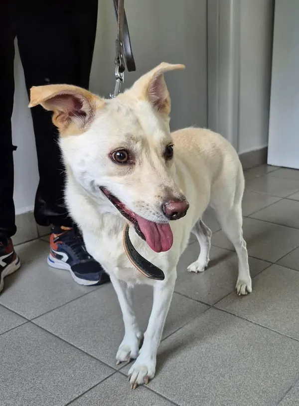 Znaleziono psa, Lublin, 12 lipca 2025