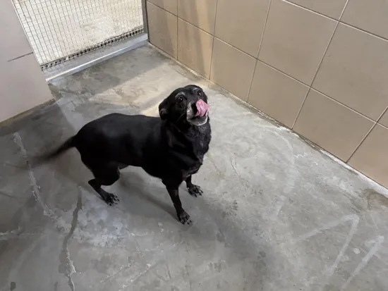 Pies do adopcji, Kraków, 28 czerwca 2025