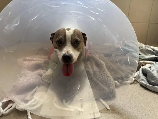 Pies do adopcji, Kraków, 28 czerwca 2025